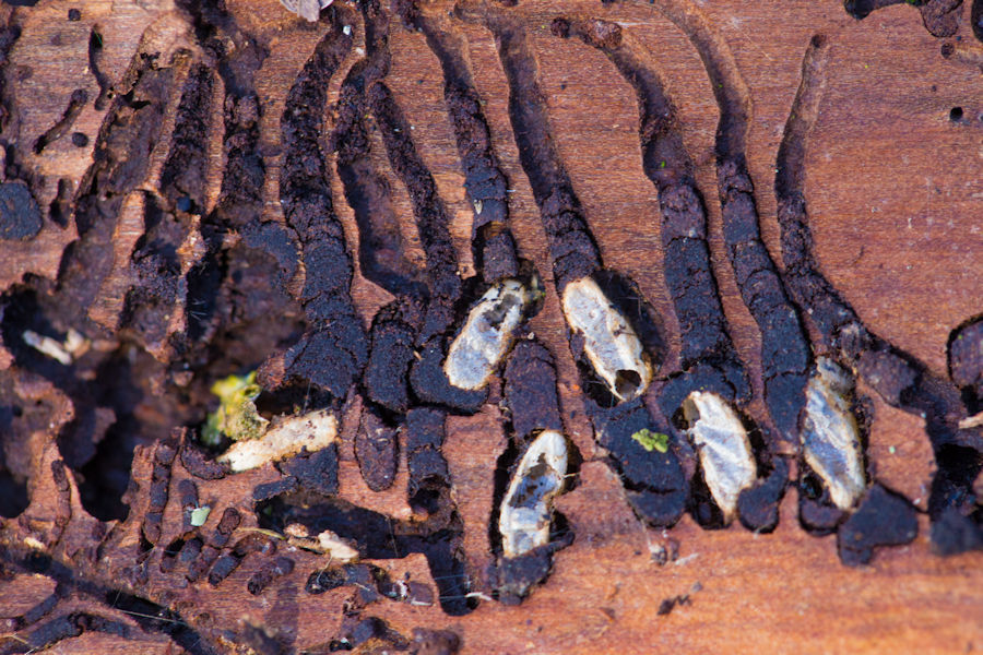 Spuren eines Borkenkäfers