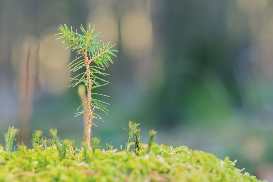 kleiner Baum im Wald