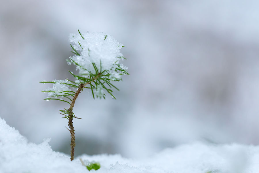 Kleiner Baum im Schnee