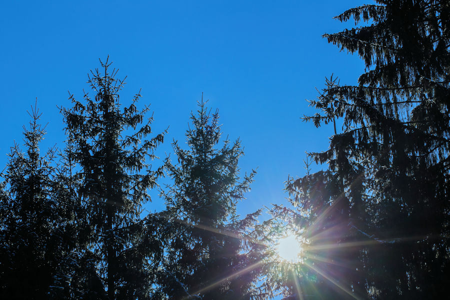 Sonne im Wald