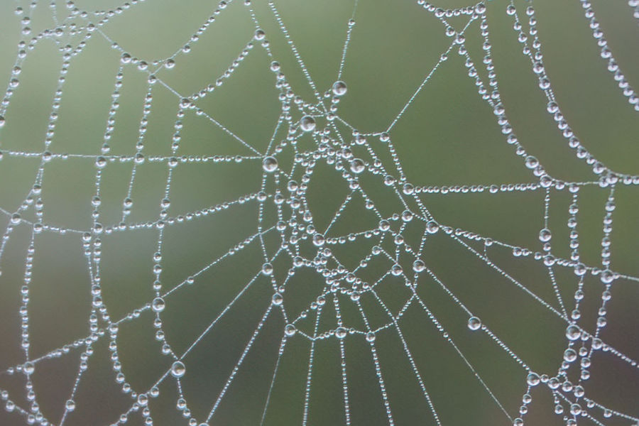 Tautropfen im Spinnenetz