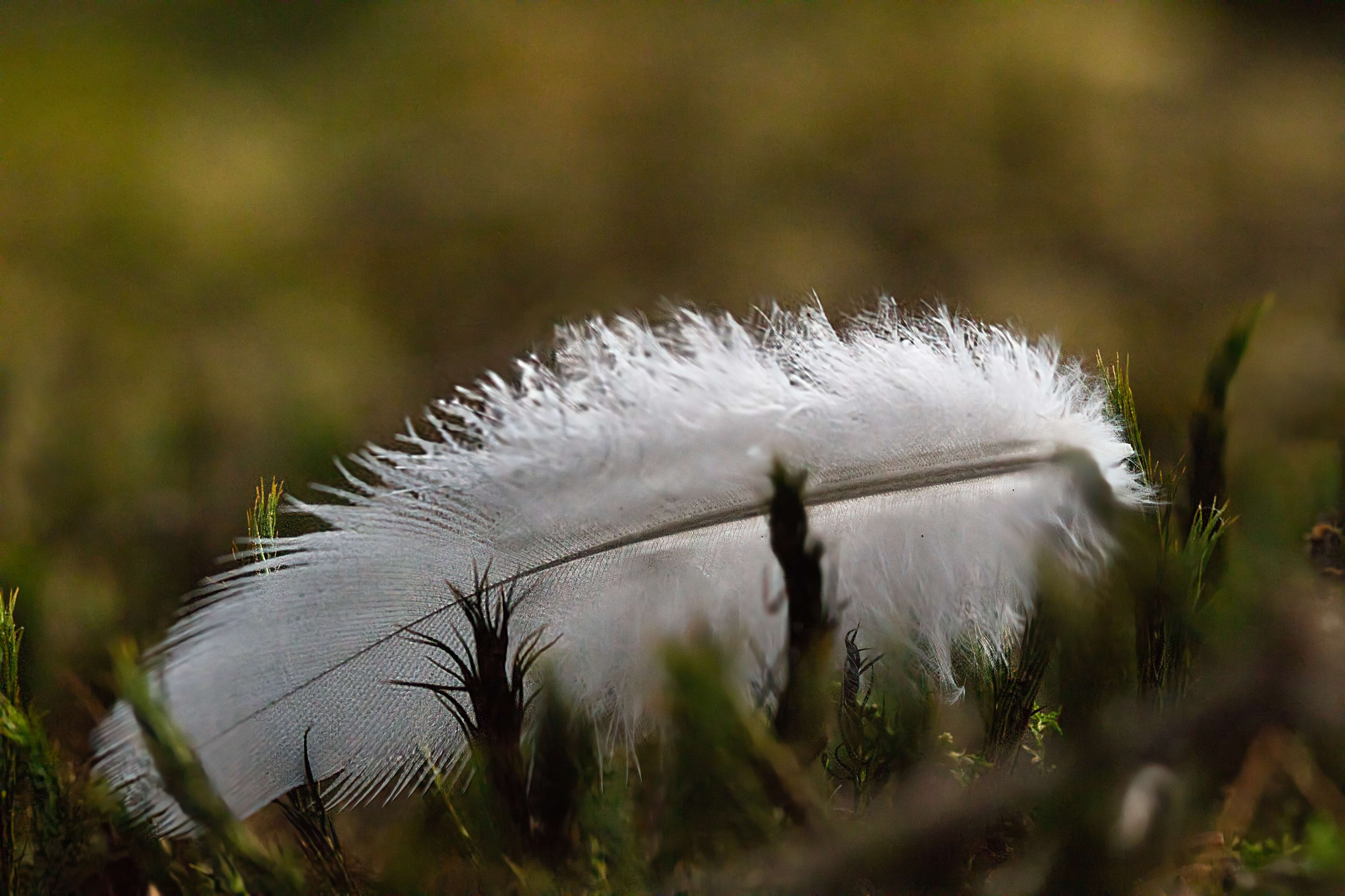 kleine Feder