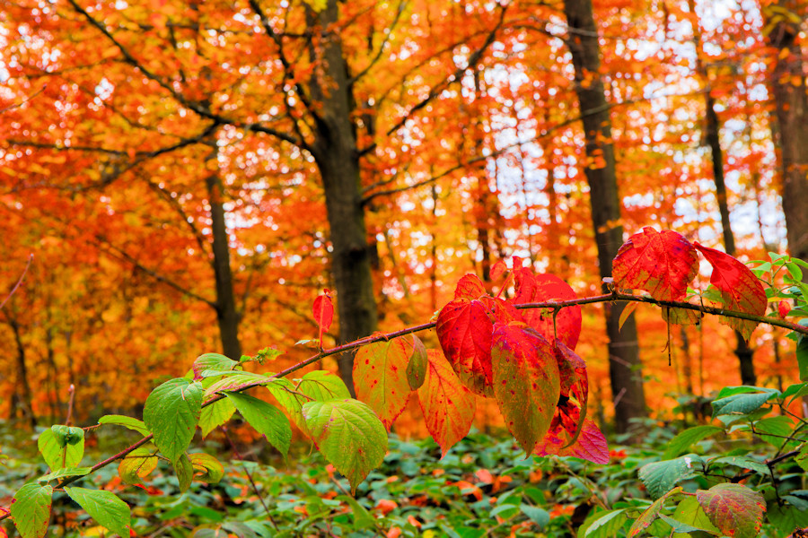 Herbst im Wald