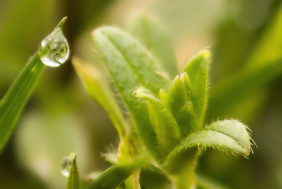 Wassertropfen-mit-Spiegelung