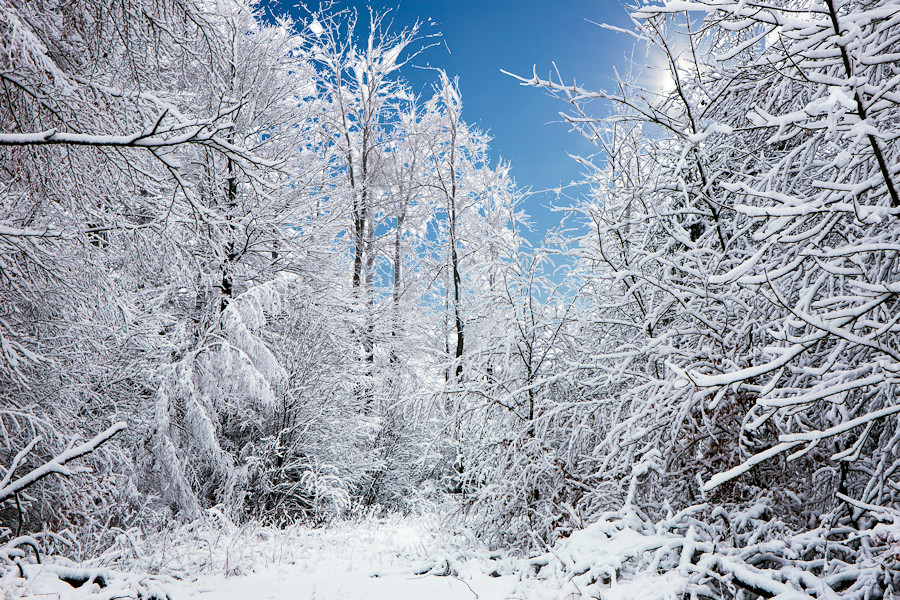 Winter