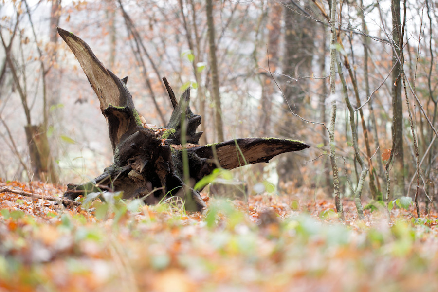im Wald