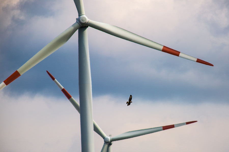 zwei die sich sehr gut miteinander verstehen ein Bussard und der Windpark Waldhausen