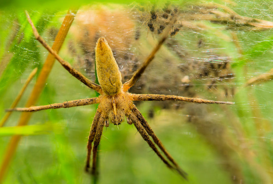 Listspinne