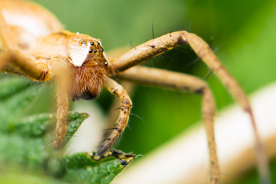 Listspinne