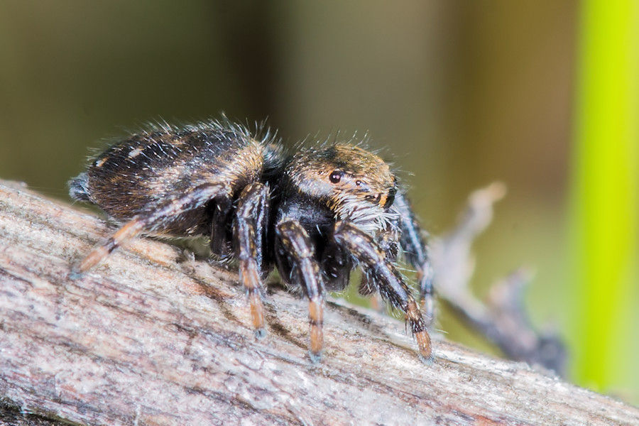 Springspinne