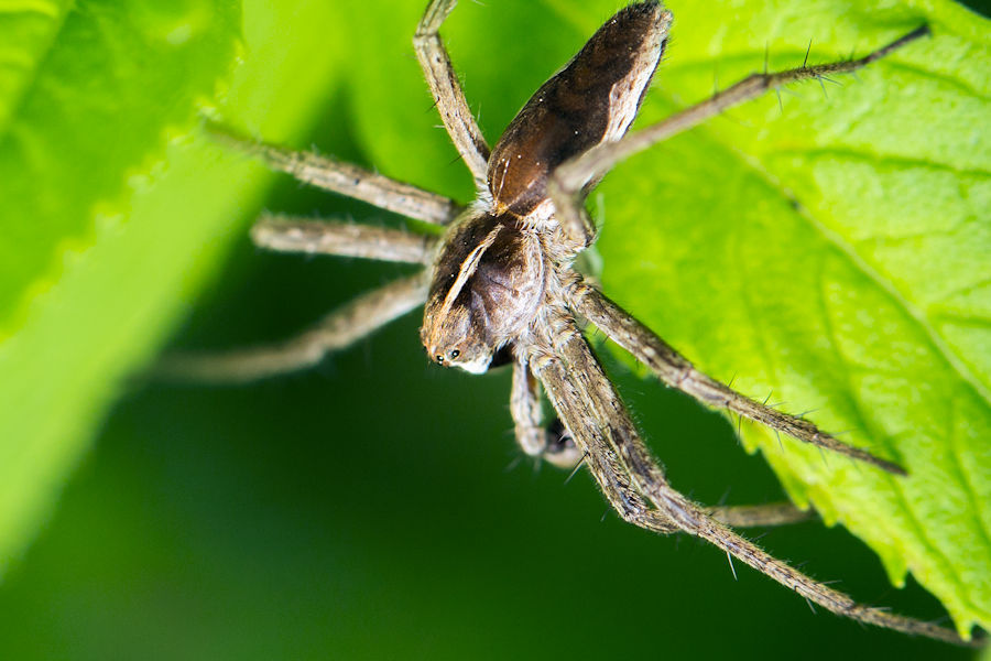 Spinne