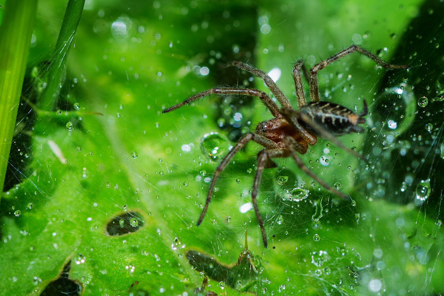 Spinne in ihrem Netz
