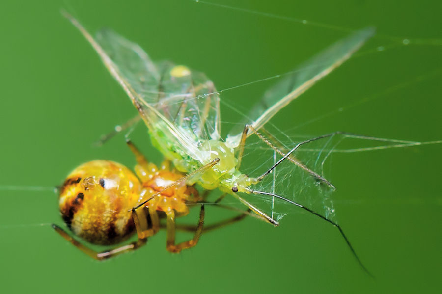 kleine Spinne mit Beute