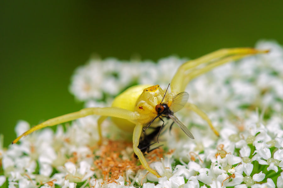 Veränderliche Krabbenspinne mit erbeuteter Fliege auf einer Wiesen Bärenklau