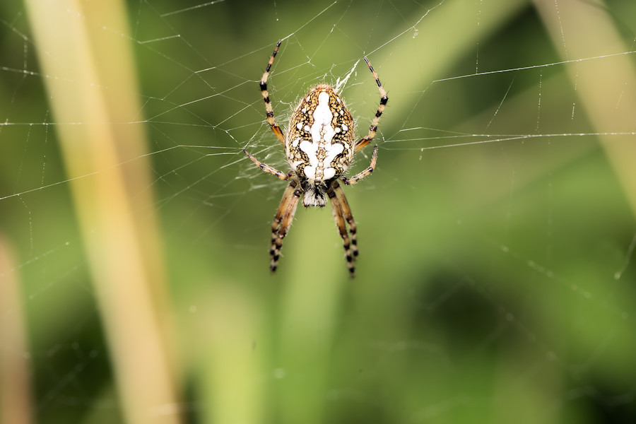 Eichblatt Radspinne
