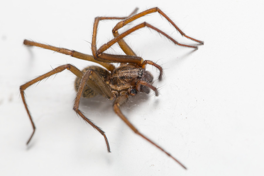 Grosse Winkelspinne
