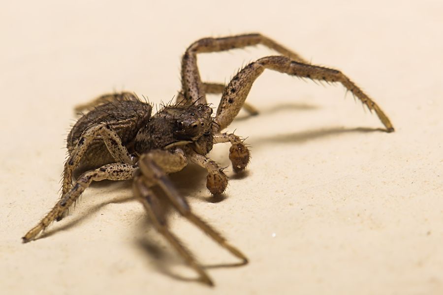 Krabbenspinne