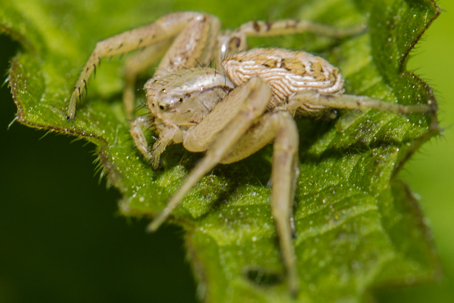 Krabbenspinne