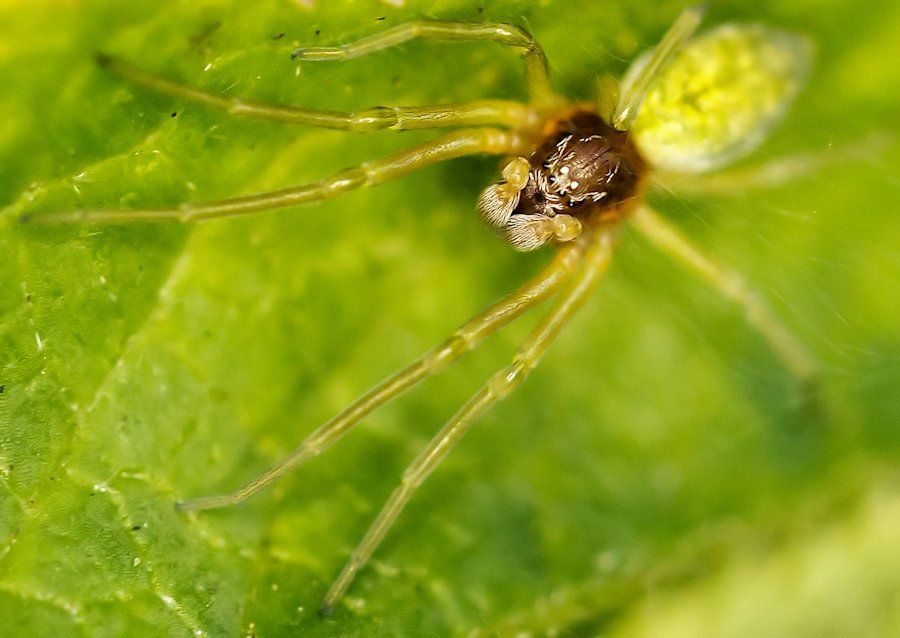 Kräuselspinne