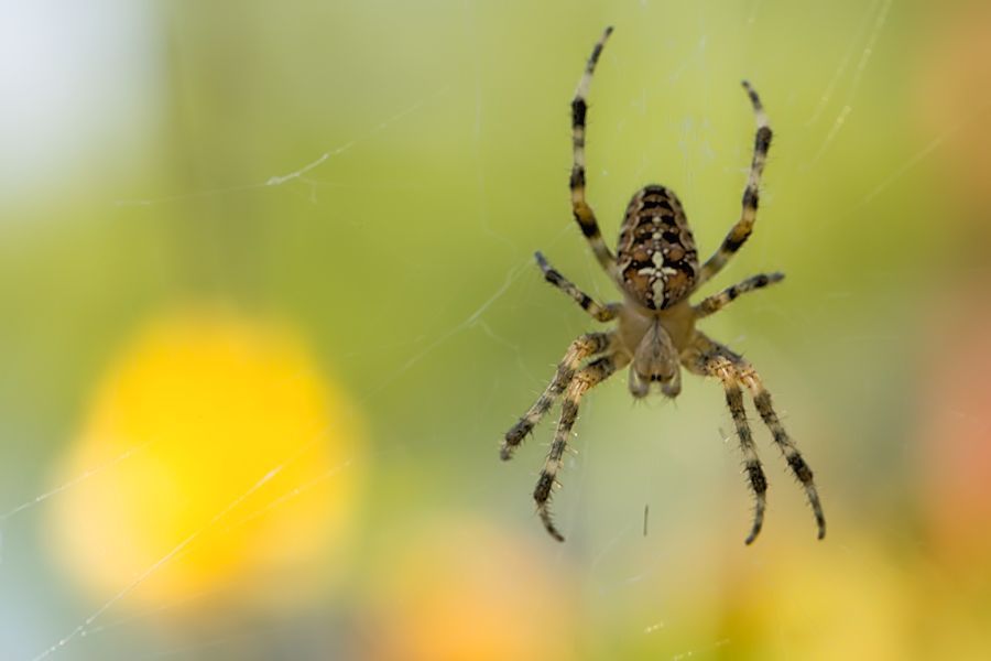Kreuzspinne