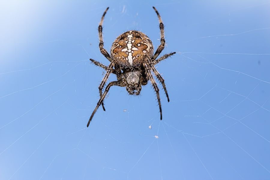 Kreuzspinne