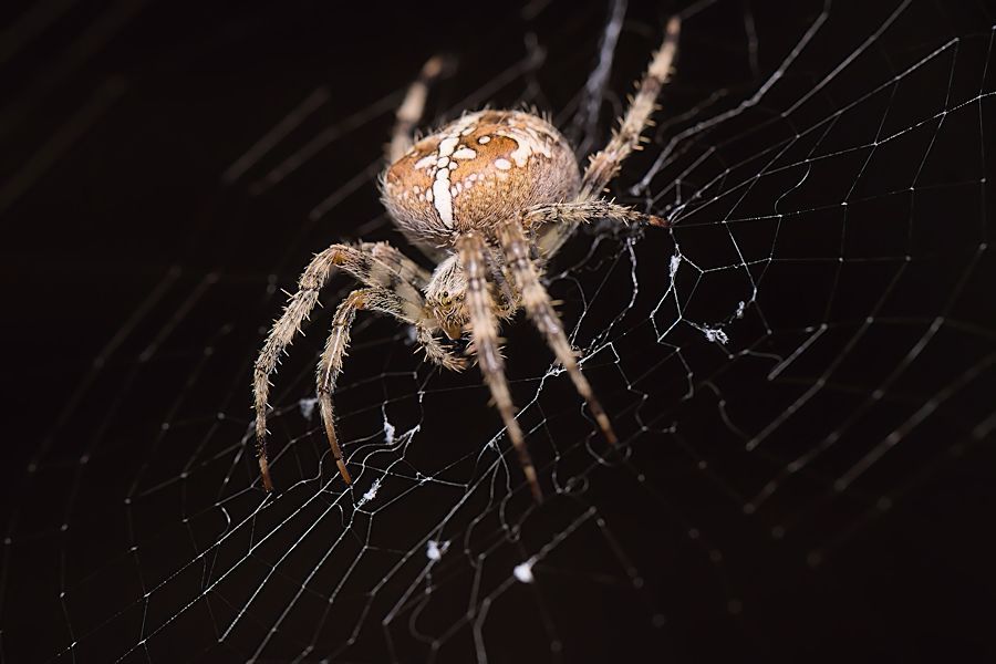 Kreuzspinne