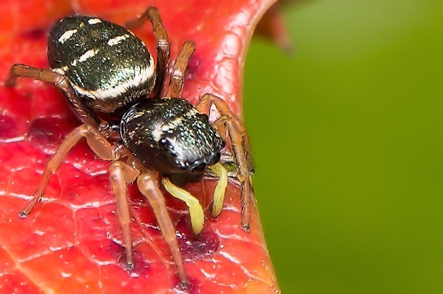 Kupfrige Sonnenspringspinne