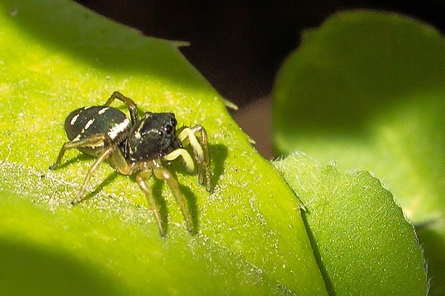 Kupfrige Sonnenspringspinne