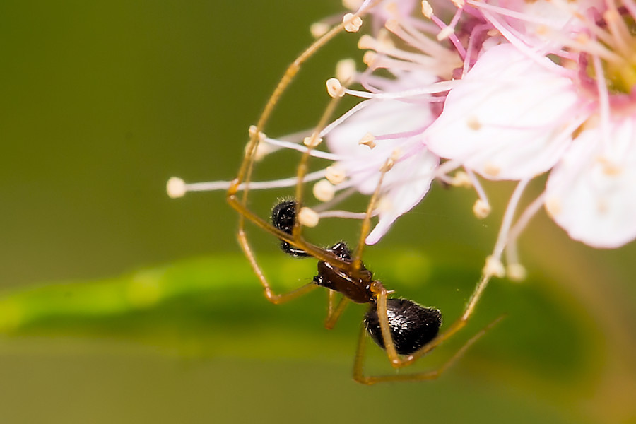 Linyphia hortensis