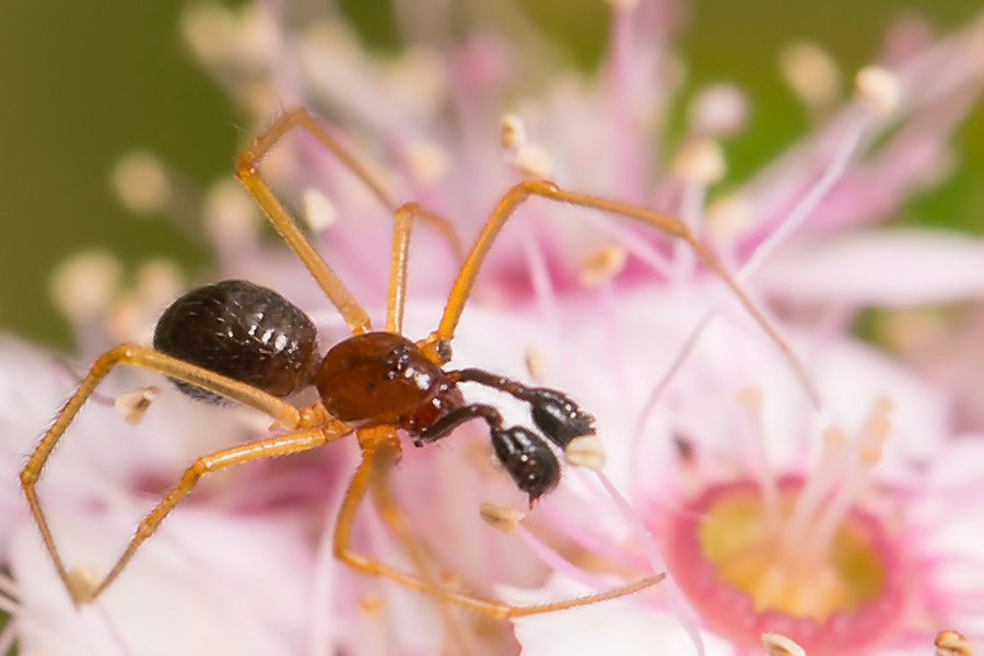 Linyphia hortensis