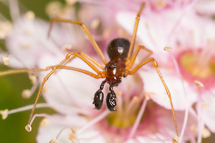 Linyphia hortensis