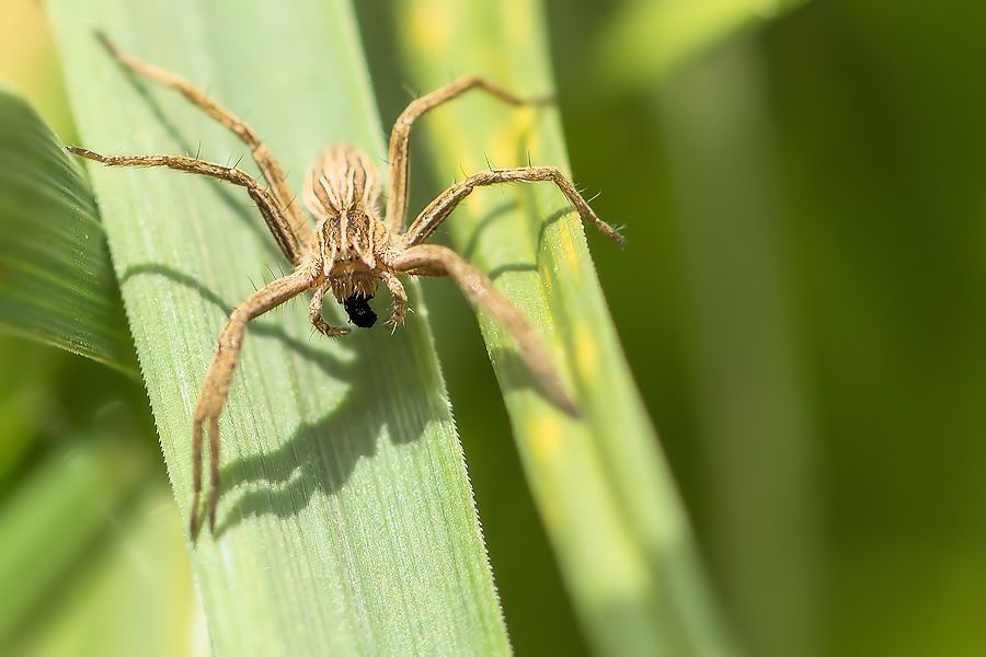 Listspinne