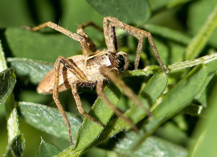 Spinne