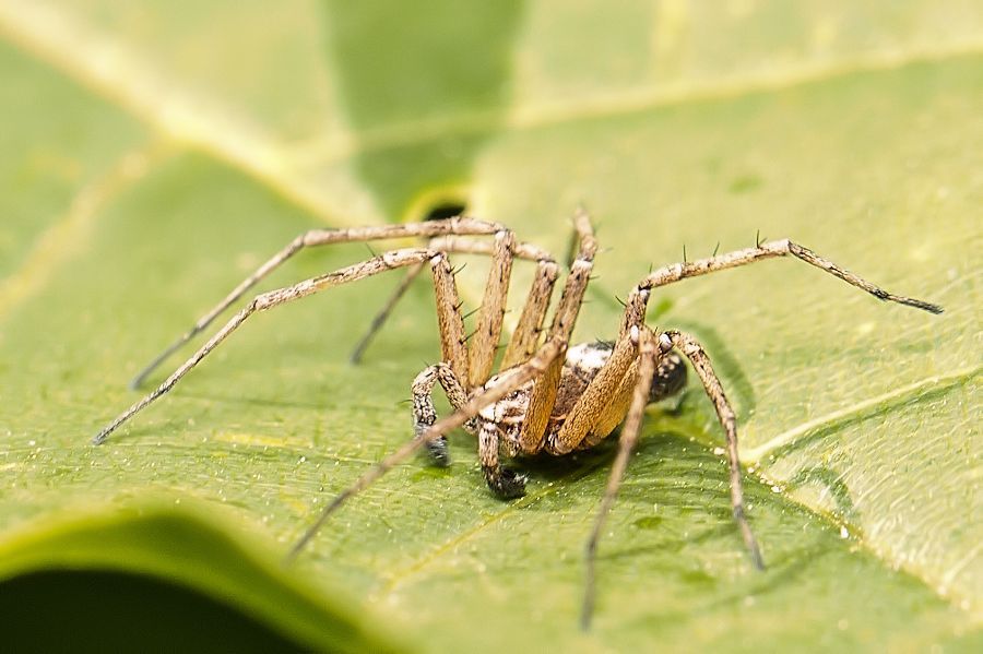 Spinne
