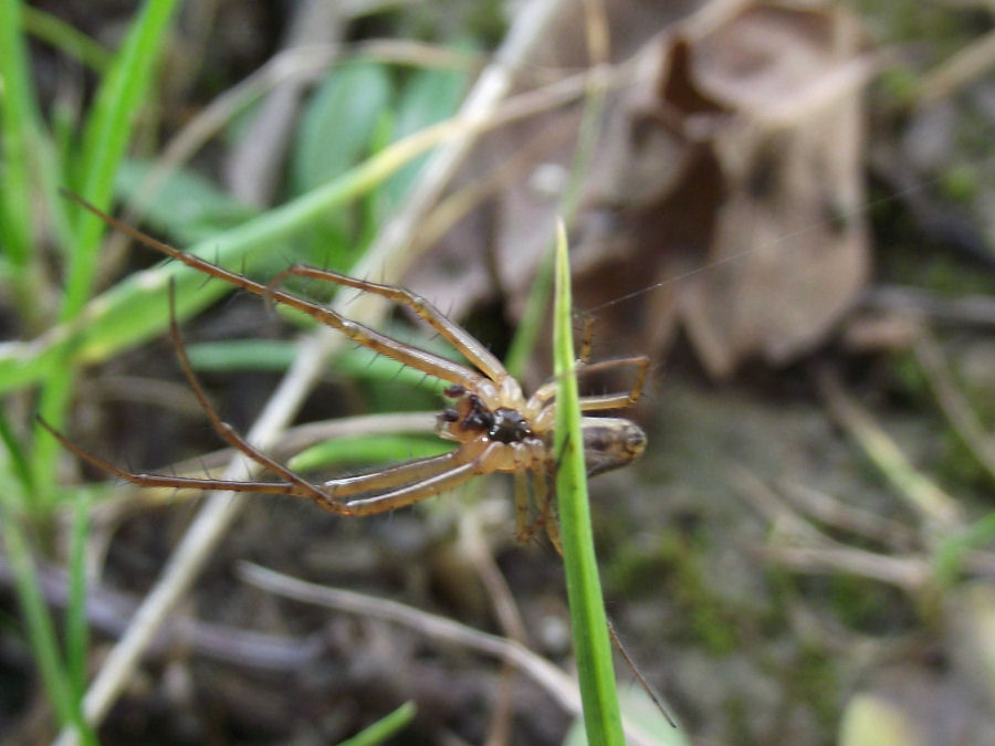 Spinne
