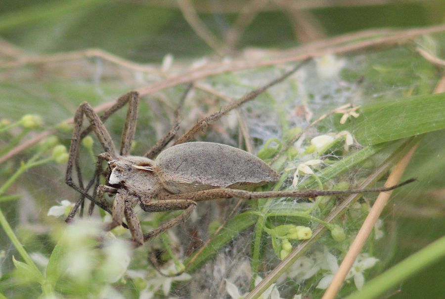 Listspinne