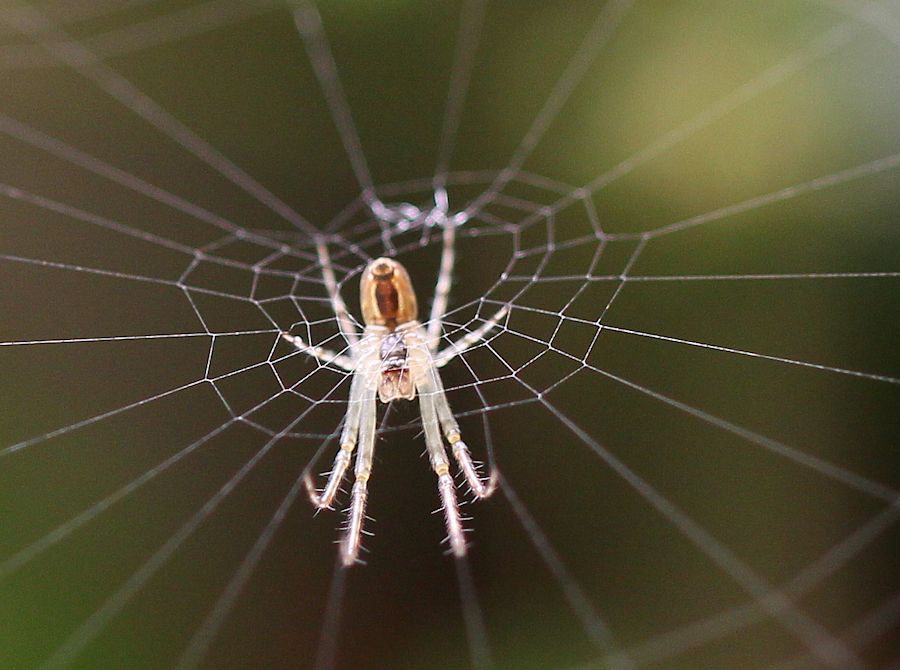 Spinne