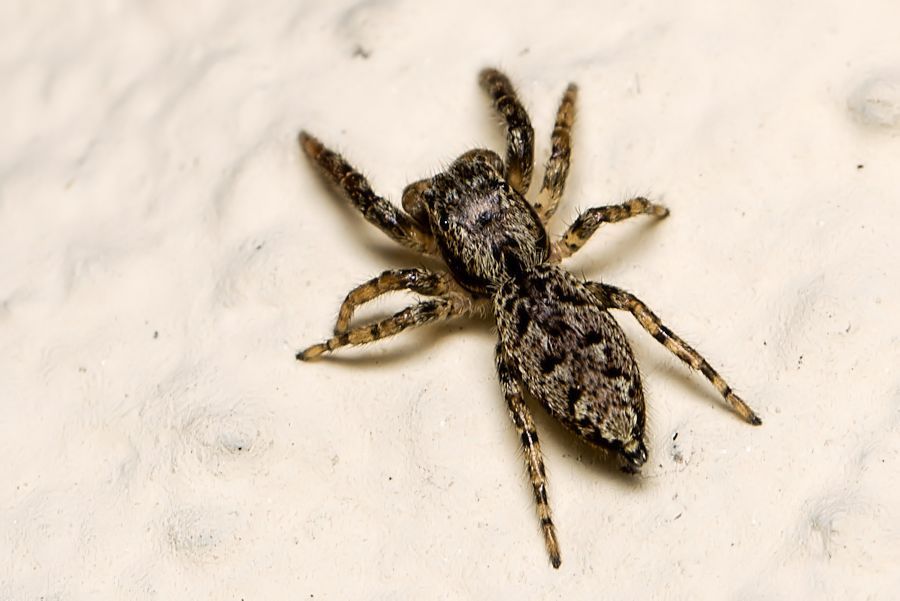 Springspinne