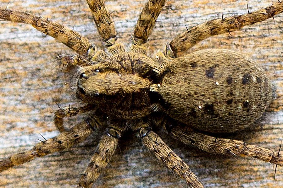 Wolf Spinne