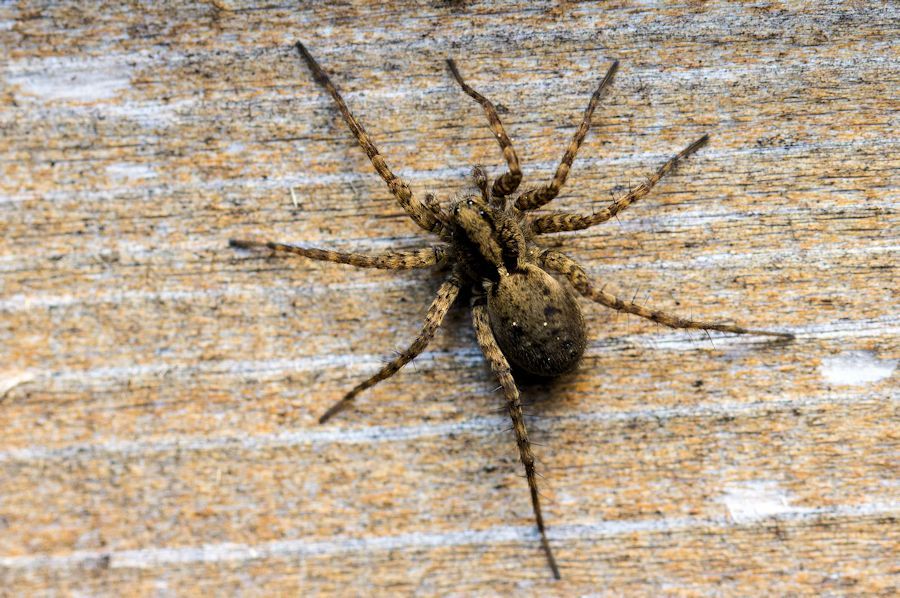 Wolf Spinne