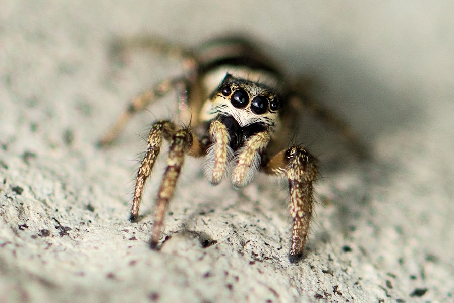 Zebraspingspinne