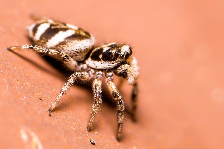 Zebraspringspinne