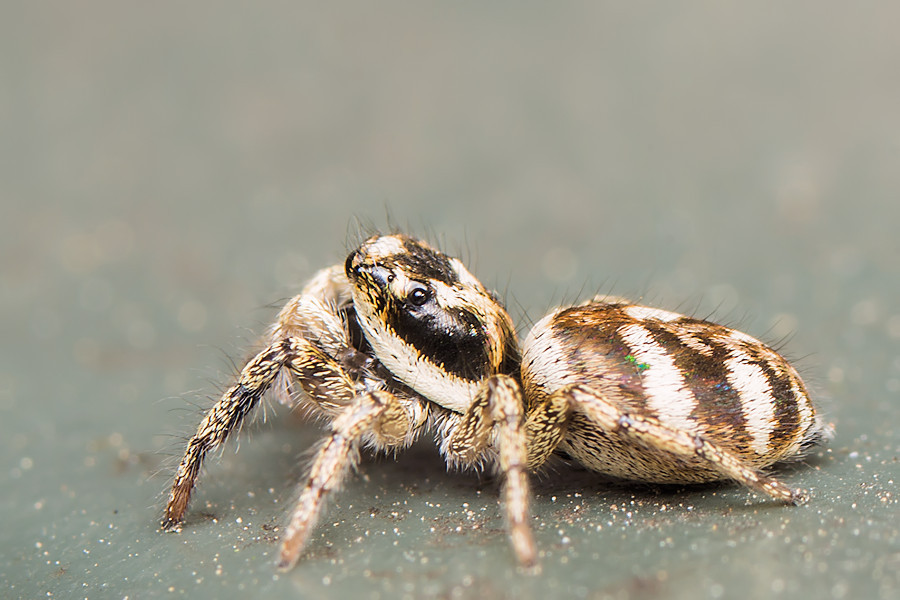 Zebraspringspinne