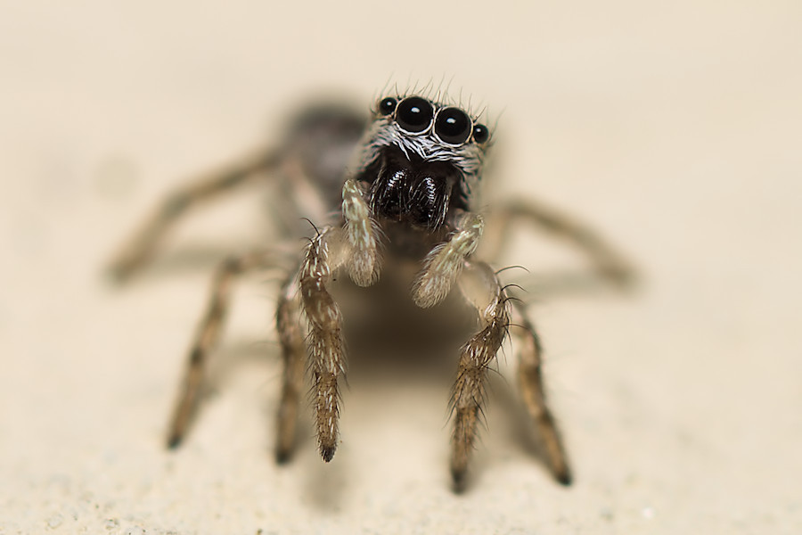 Zebraspringspinne