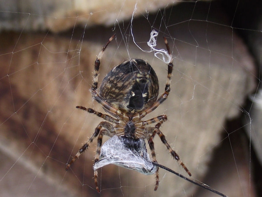 fette Spinne