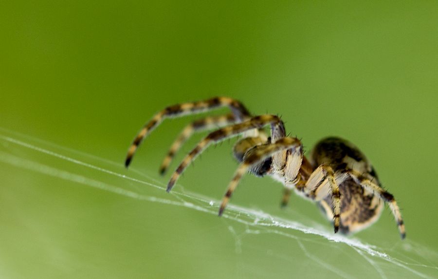 kleine Spinne