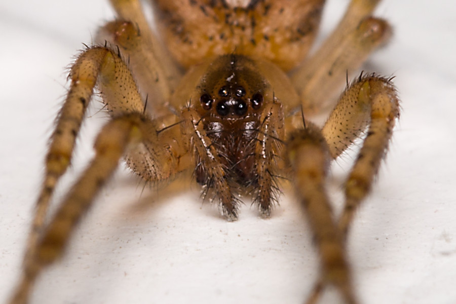 kleine Spinne