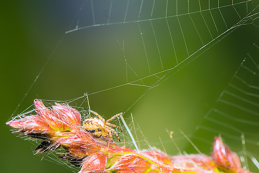 kleine Spinne