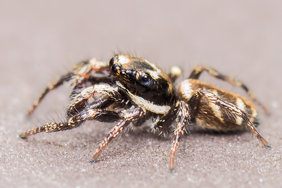 kleine Zebraspringspinne