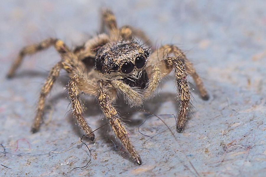 sehr kleine Springspinne